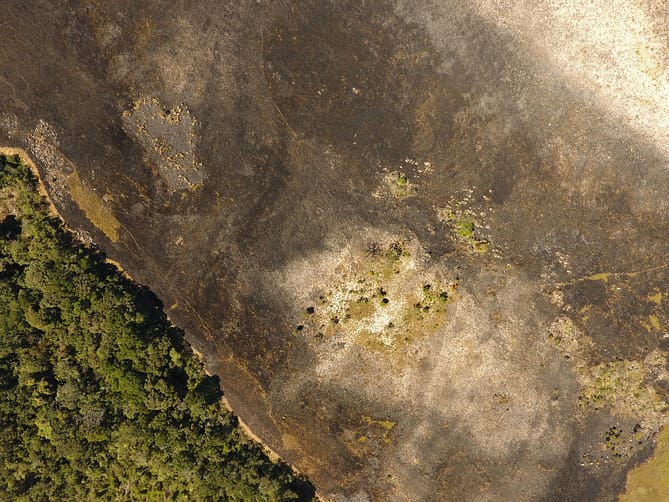 Imagem de vegetação capturada por drone